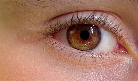 Eye Human The Anatomy Of A · Free photo on Pixabay