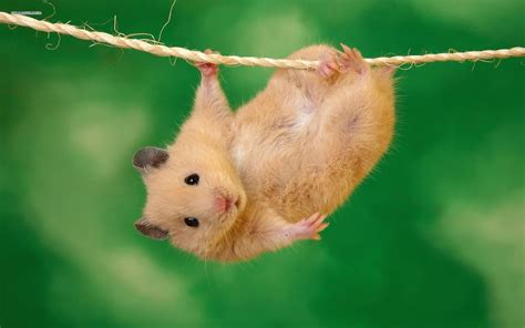 animaux mignons - fond d'écran hamster hd - 1600x1000 - WallpaperTip