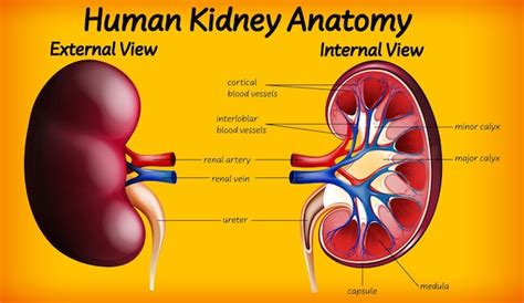 Free Vector | Human kidney anatomy diagram