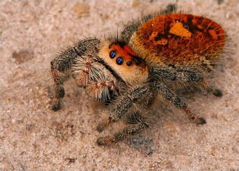 Regal Jumping Spider by Mary Keim Beautiful Bugs, Amazing Nature, Beautiful Creatures, Animals ...