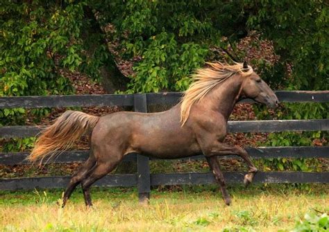 a brown horse galloping in front of a wooden fence