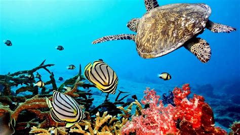 Beautiful Nature Coral Reef life - Sea Turtle, Shark, - Sleep and Relax ...