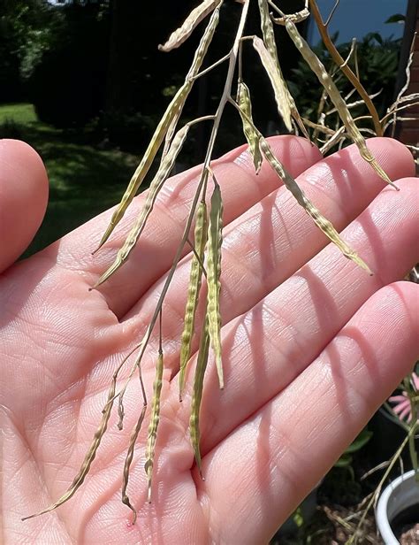 How to Save Mustard Green Seeds (To Plant Next Year) - Single Girl's DIY