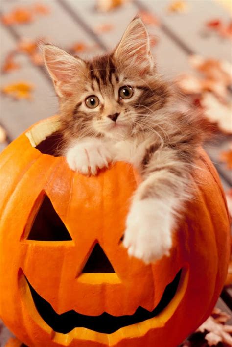 Download Halloween Cat Pictures Cute | Wallpapers.com