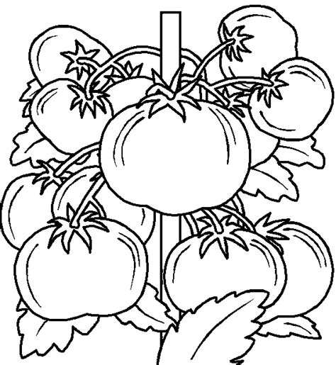 Collection of Fresh Tomato Coloring Pages - Coloring Pages