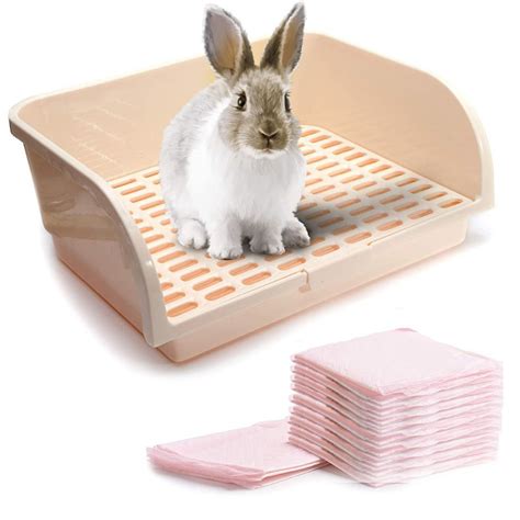 Top 3 Rabbit Litter Boxes That Make House Training a Breeze