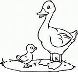 Duck Coloring Pages  Best For Kids sketch template