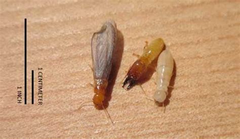 Termite Identification