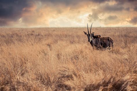 Free Images : composites, wildlife photography, nature, antelope, grass ...