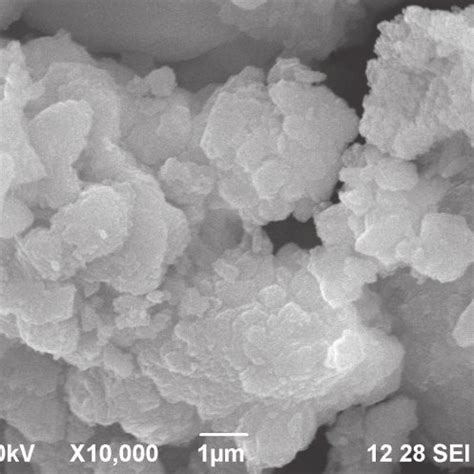 Scanning Electron Microscope images of Chlorella vulgaris | Download Scientific Diagram