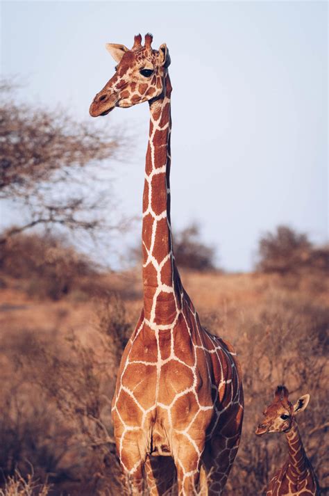 Reticulated Giraffe Conservation in Kenya - Giraffe Conservation Foundation | Giraffe, African ...