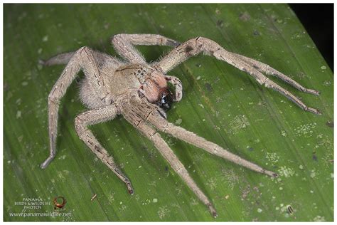 Nocturnal Macro-Adventure - Featured species: Brazilian Wandering ...