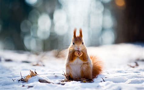 Bilder von Eichhörnchen Nagetiere Winter orange rot Schnee 3840x2400
