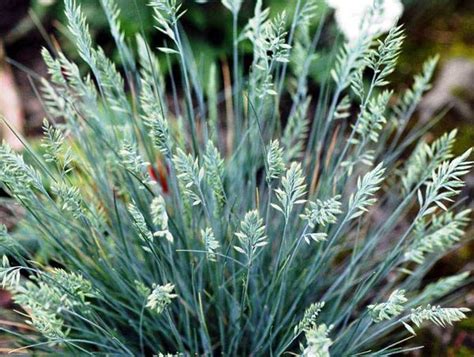 FESTUCA glauca - D-L miscellaneous – Australian Seed