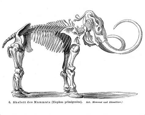 Photograph-Mammoth skeleton engraving 1895-10"x8" Photo Print expertly made in the USA | Mammoth ...