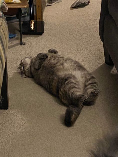 PsBattle: This cat lying on her back. : r/photoshopbattles