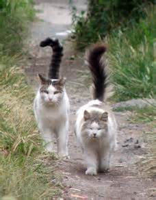 Neighborhood Cats | How to TNR | What is a Feral Cat?