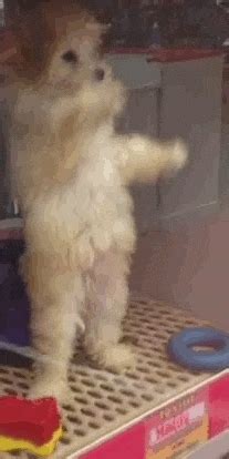 Dancing Dog GIFs - Find & Share on GIPHY