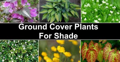 18 Ground Cover Plants for Shade (With Pictures) - Identification