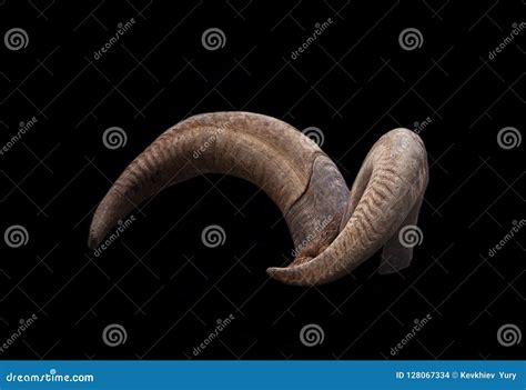 Pair of brown goat horns stock photo. Image of bone - 128067334