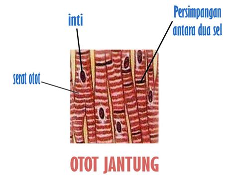 Ciri Ciri Otot Jantung, Struktur, dan Fungsinya yang Patut Dipahami ...