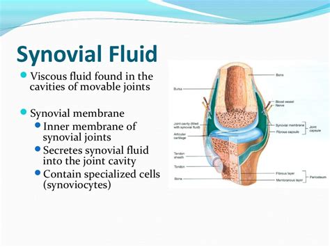 Synovial fluid