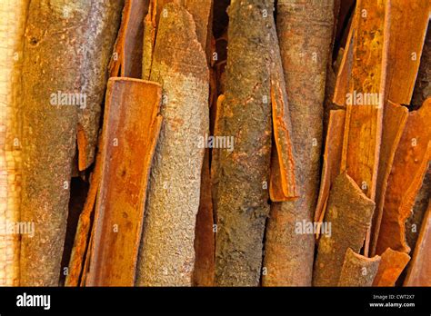 True cinnamon comes from the inner bark of a tree called Cinnamomum ...