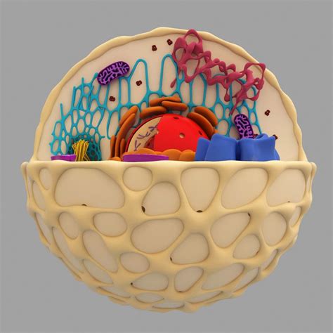 3d model cell | Cell model project, Cells project, Cell model