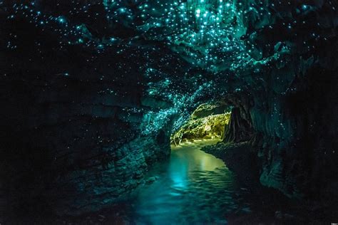 Waitomo Glowworm Caves | Nate's Nature Blog