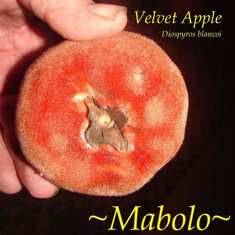 ~MABOLO~ Velvet Apple Fruit Tree Diospyros blancoi LIVE Small Potd Starter Plant | Fruit trees ...