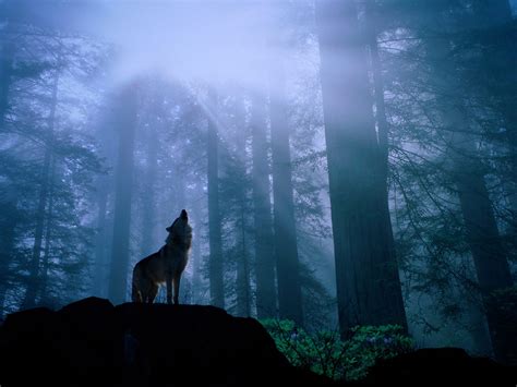 wolf howl in forest kewl | Howling For Justice