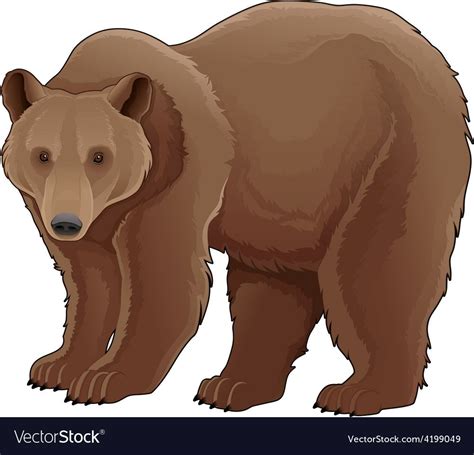 Brown bear Royalty Free Vector Image - VectorStock Bear Vector, Bear ...