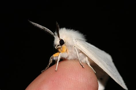 Mysterious Venezuelan Poodle Moth Looks Like a Real-Life Fairy