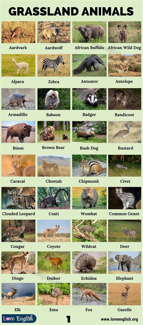 Grassland Animals: List of 75 Animals that Live in Grassland - Love ...