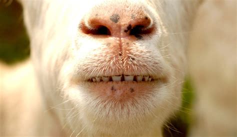 Goat Mouth Anatomy