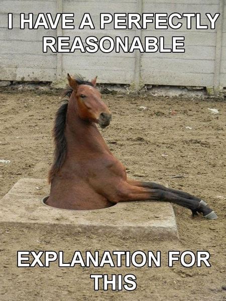 23 Funny Horse Pictures That Prove Horses Are Better Than Cats