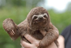 Sloths - Facts, Diet & Habitat Information