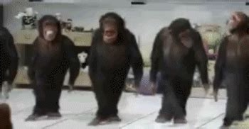 Dancing Chimps