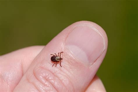 Female American dog tick, Dermacentor variabilis, also known as the ...