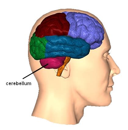 Cerebellum Location