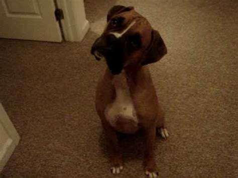 Boxer Dog HEAD TILT - YouTube