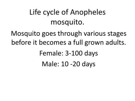 PPT - Life cycle of Anopheles mosquito. PowerPoint Presentation, free ...