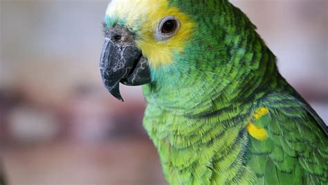 Close up detail of the parrot image - Free stock photo - Public Domain photo - CC0 Images
