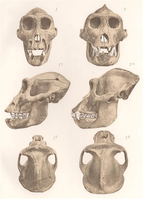 Gorilla Skull
