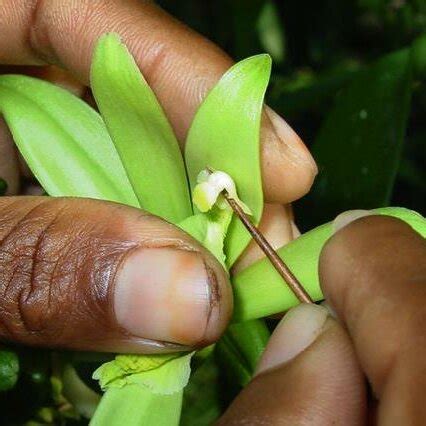 Hand pollination of Vanilla flowers... | Download Scientific Diagram