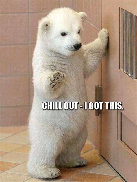 Animal Memes For Kids