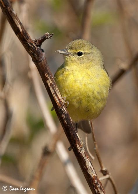 Orange-crowned Warbler