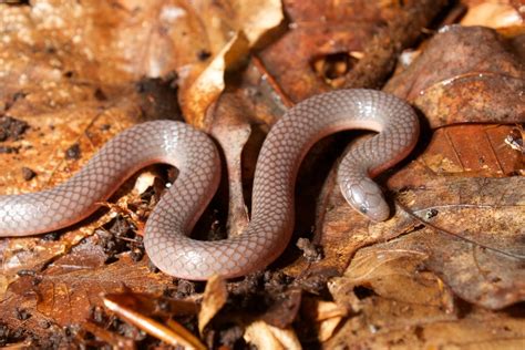 Eastern Worm Snake (Reptiles and Amphibians of Mississippi) · iNaturalist