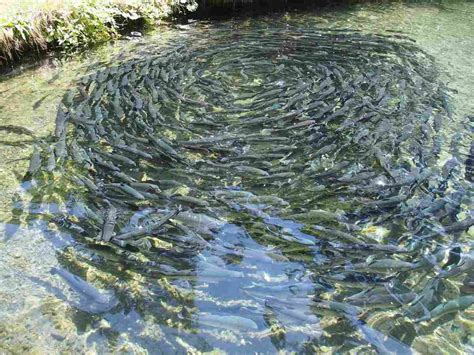 Fish Farming in Nepal - Fish Species in Nepal | Agri Farming