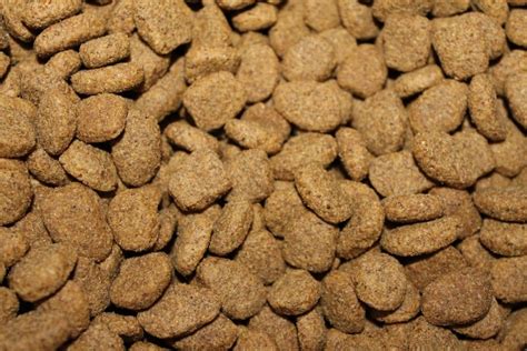 Is Dry Food Harmful for Dogs? (9 Problems)